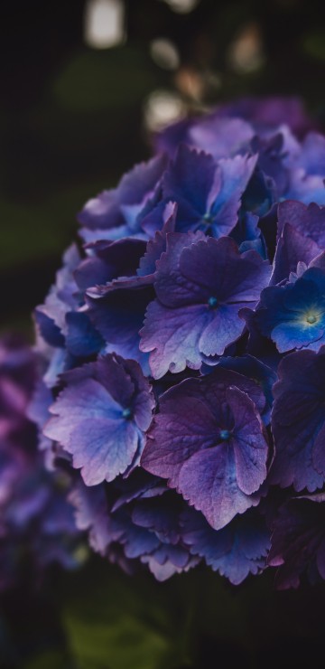 Image purple flower in tilt shift lens