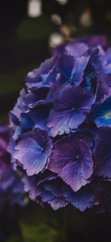 Image purple flower in tilt shift lens