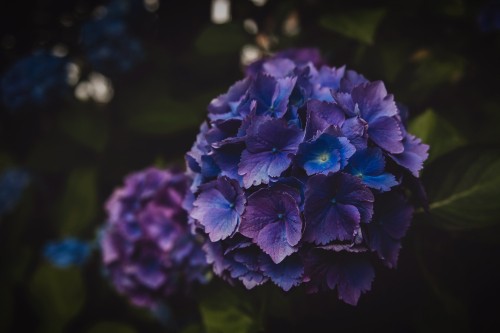 Image purple flower in tilt shift lens