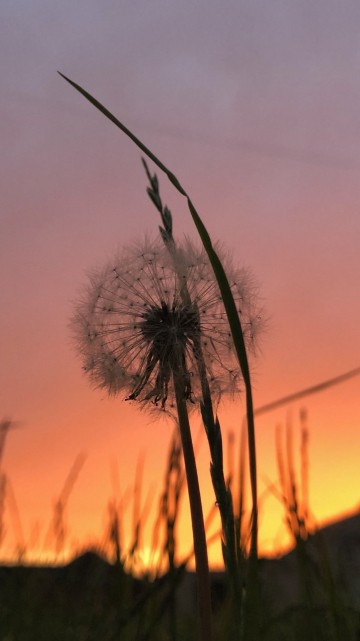 Image twig, atmosphere, cloud, branch, vegetation