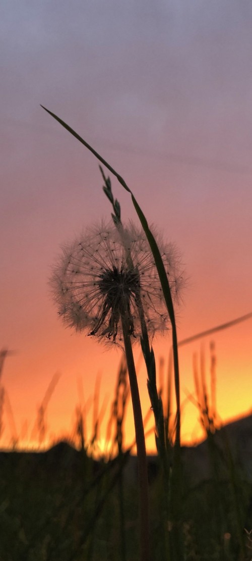 Image twig, atmosphere, cloud, branch, vegetation