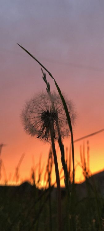 twig, atmosphere, cloud, branch, vegetation
