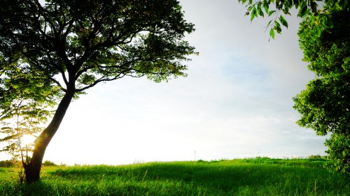 Image green grass field with green tree under white sky during daytime