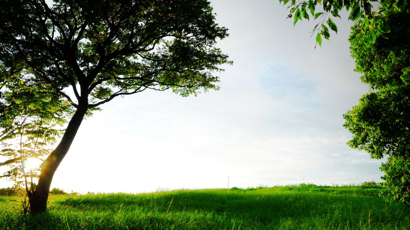 green grass field with green tree under white sky during daytime