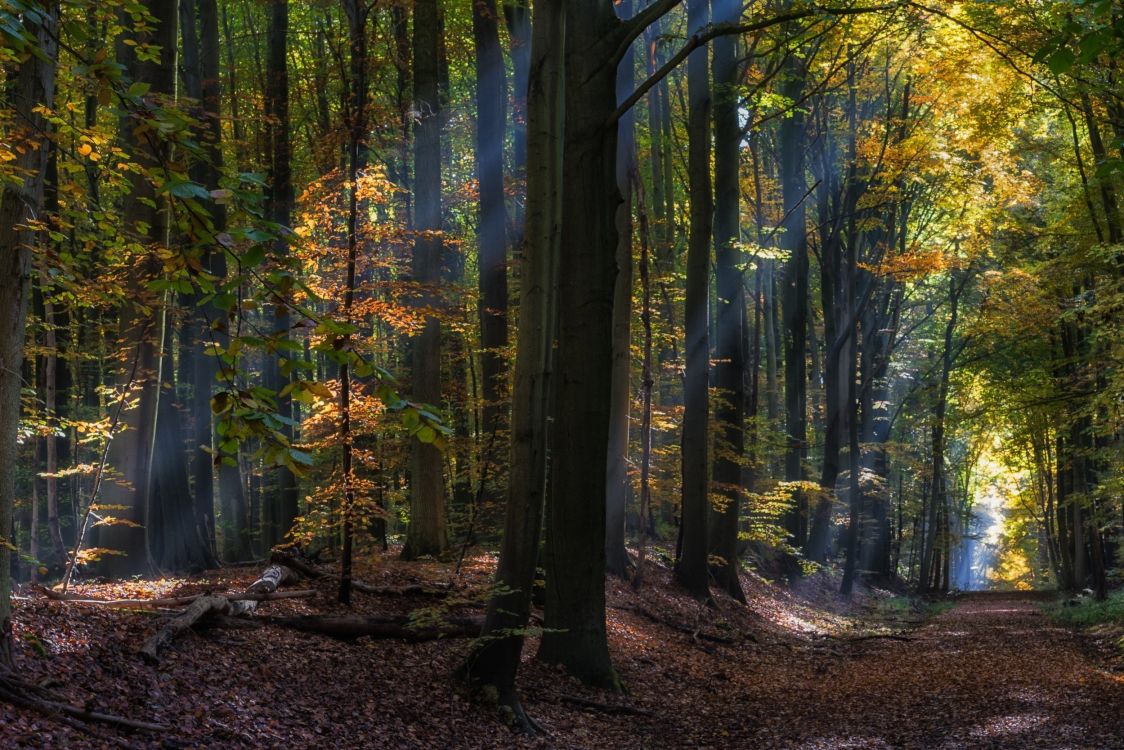Arbres Verts Sur la Forêt Pendant la Journée. Wallpaper in 2500x1668 Resolution