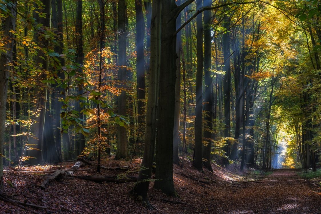 green trees on forest during daytime