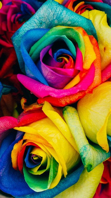 Image rainbow roses, Rainbow rose, flower, floristry, flower bouquet