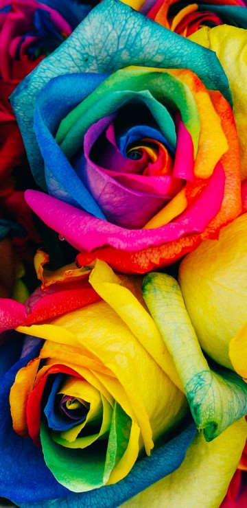 Image rainbow roses, Rainbow rose, flower, floristry, flower bouquet