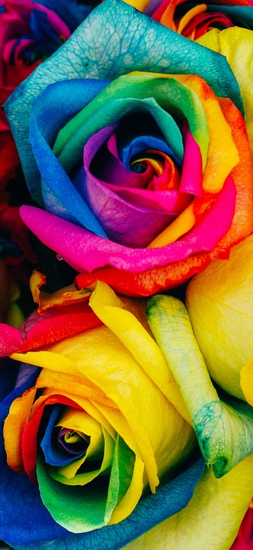 Image rainbow roses, Rainbow rose, flower, floristry, flower bouquet