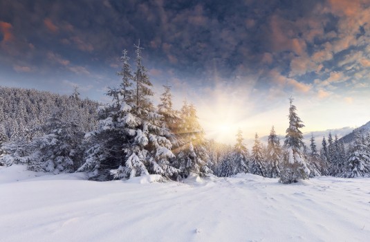 Wallpaper Snow Covered Trees During Daytime, Background - Download Free ...