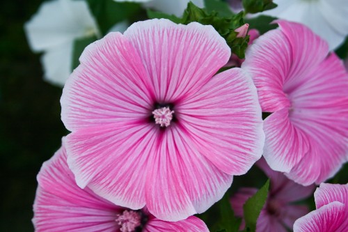 Image pink flower in macro shot