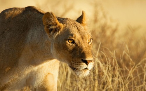 Image brown lioness on brown grass during daytime