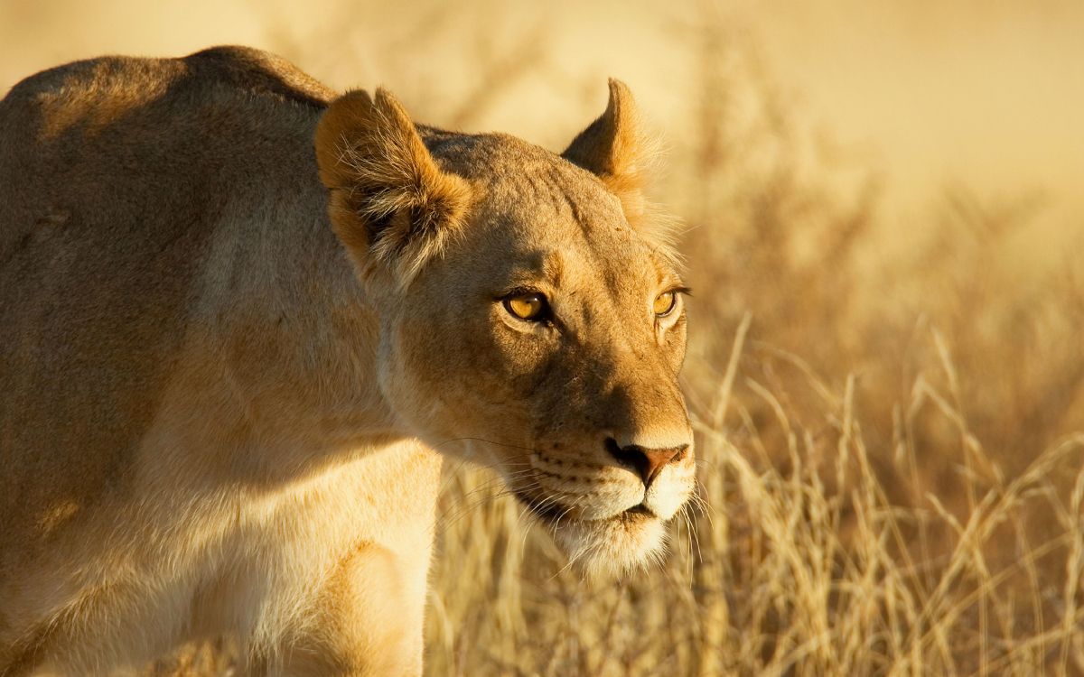 brown lioness on brown grass during daytime