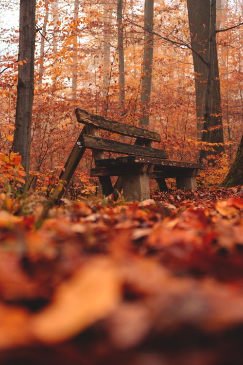 Environnement Naturel, Paysage Naturel, Woodland, Forêt, Feuille. Wallpaper in 4160x6240 Resolution