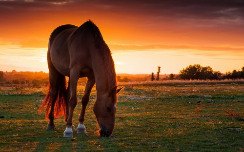 Image brown horse on green grass field during sunset