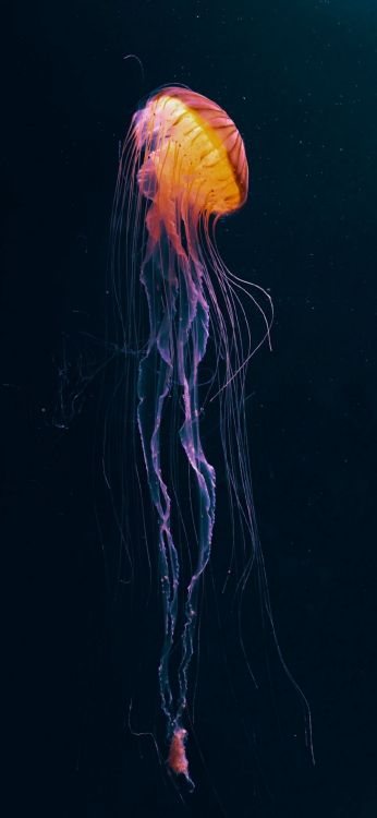 Las Medusas, Tentáculo, Agua, la Bioluminiscencia, Invertebrados Marinos. Wallpaper in 1080x2340 Resolution