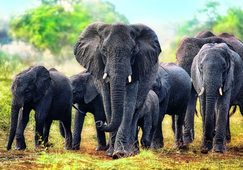 Image group of elephant walking on green grass field during daytime