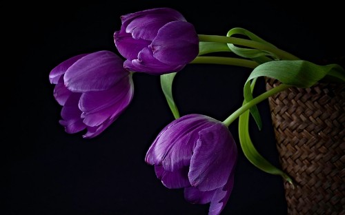 Image purple crocus flowers in bloom