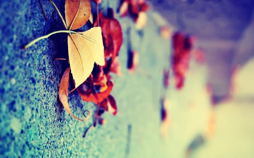 Image blue, leaf, red, water, green