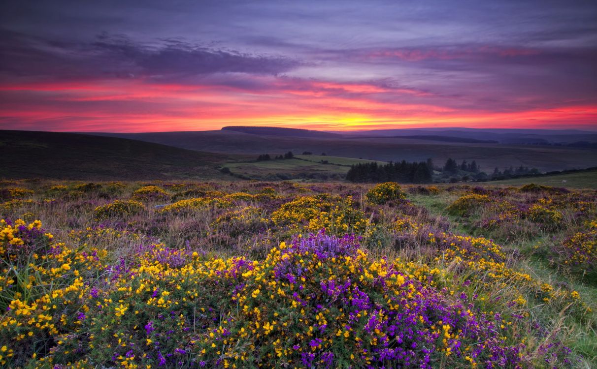 Campo de Flores Moradas Bajo el Cielo Nublado Durante el Día. Wallpaper in 2047x1266 Resolution