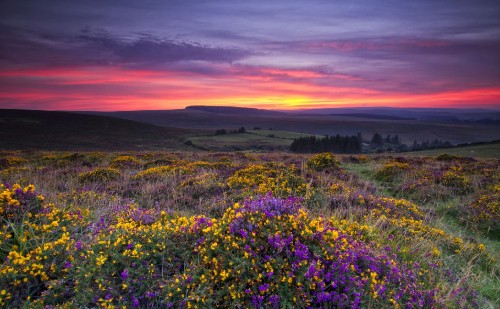 Image purple flower field under cloudy sky during daytime