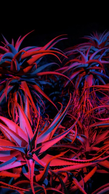 Image Big Sur Night Succulents