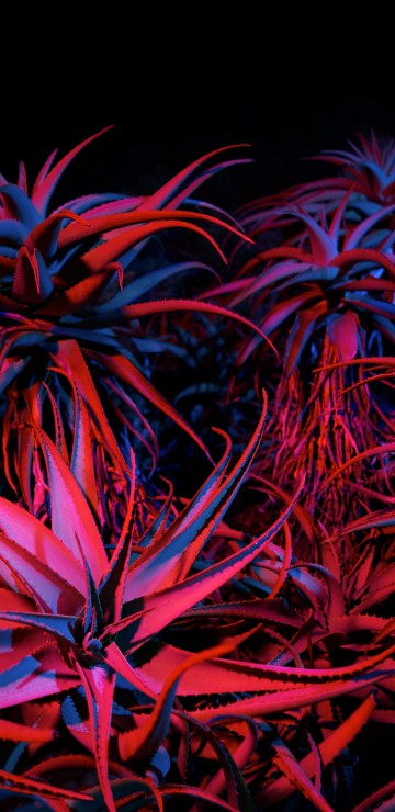 Image Big Sur Night Succulents