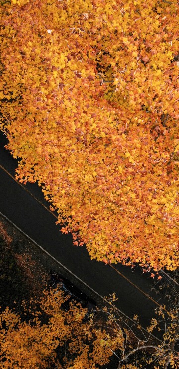 Image leaf, brown, tree, maple leaf, soil