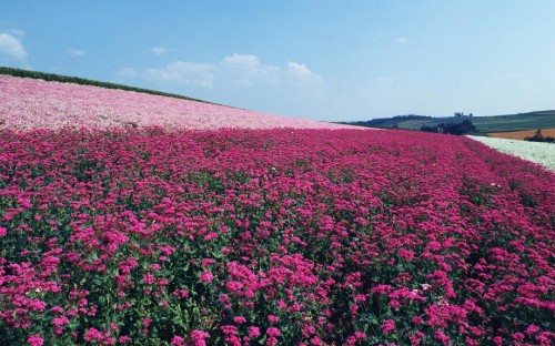 Image purple flower field under blue sky during daytime