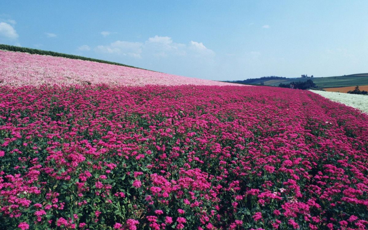 purple flower field under blue sky during daytime