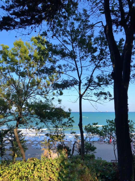 Naturaleza, la Física, Sucursal, Orilla, Ramita. Wallpaper in 3024x4032 Resolution