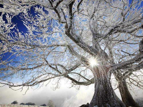 Image leafless tree under blue sky during daytime