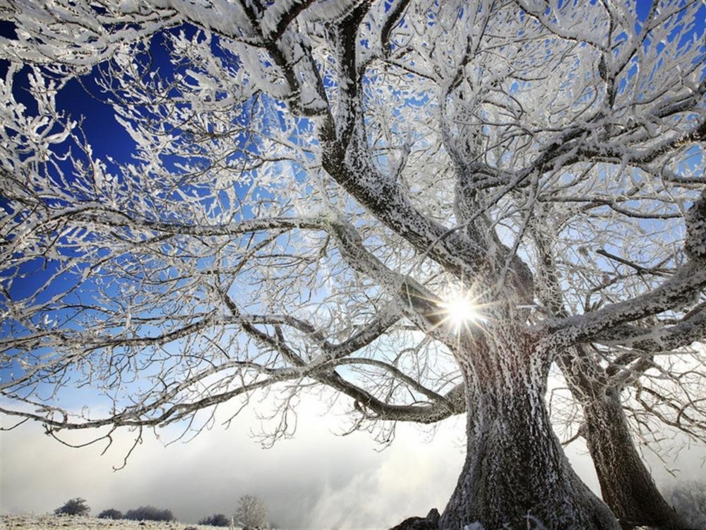 leafless tree under blue sky during daytime