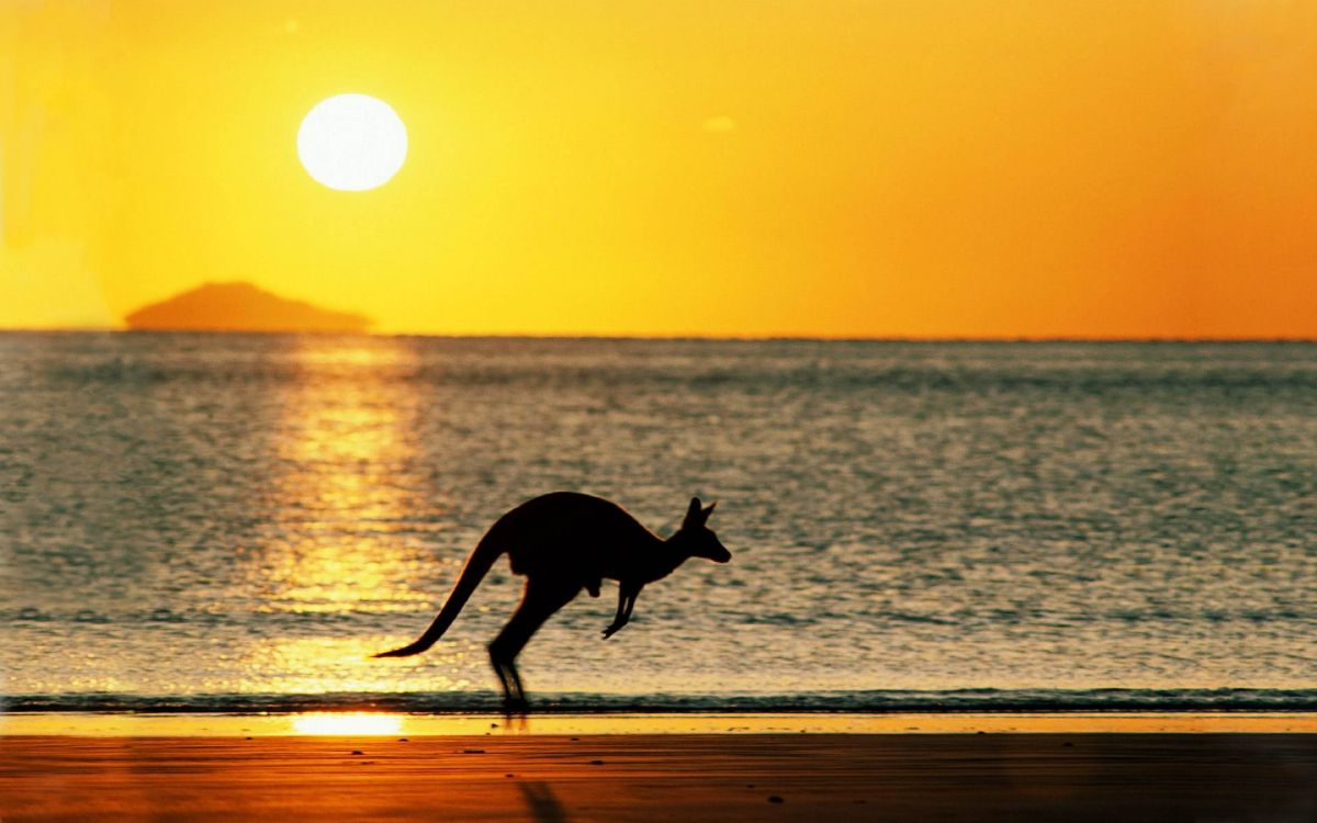 Silhouette D'un Cerf Sur la Plage Pendant le Coucher du Soleil. Wallpaper in 3840x2400 Resolution