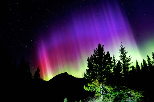 Image night, aurora, nature, natural landscape, tree