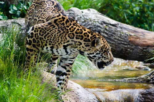 Image brown and black leopard on green grass during daytime