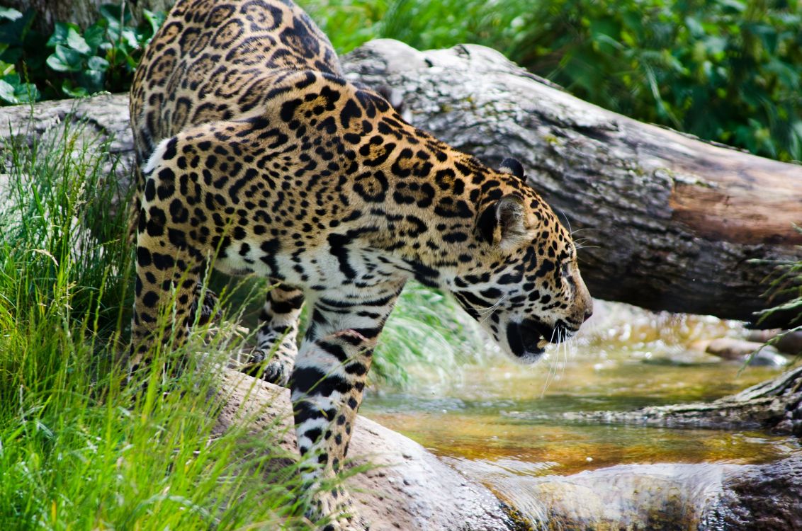 brown and black leopard on green grass during daytime