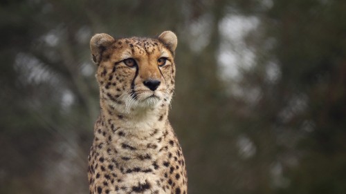 Image brown and black cheetah in close up photography