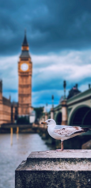 Image london, big ben, palace of westminster, clock tower, gull