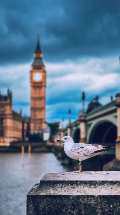 Londres, Big Ben, le Palais de Westminster, Tour de L'horloge, Mouette. Wallpaper in 2577x4582 Resolution