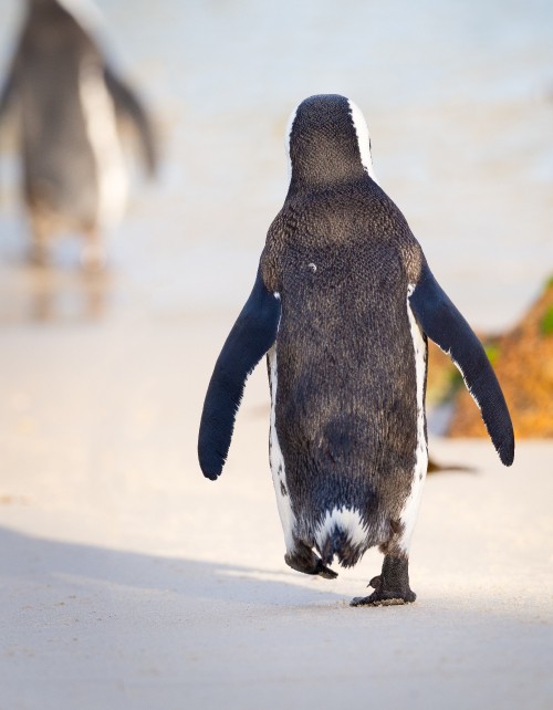 Image black and white penguin walking on white sand during daytime