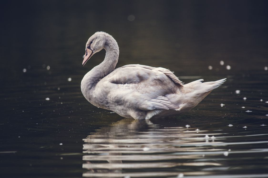 Pato Blanco en el Agua Durante el Día. Wallpaper in 5518x3679 Resolution