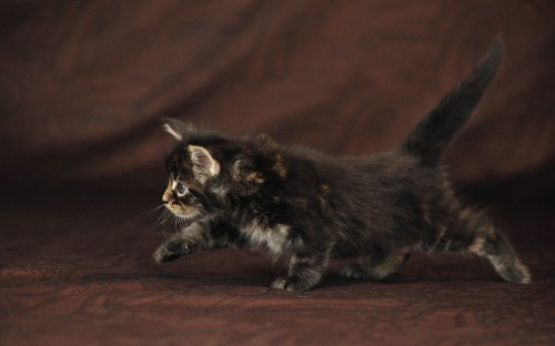 Image black and brown cat on brown wooden table