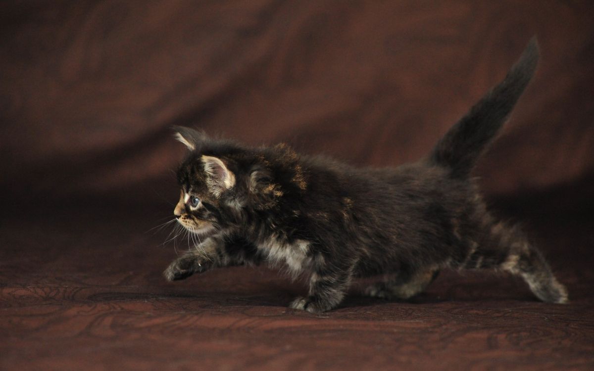 black and brown cat on brown wooden table