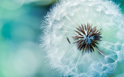 Image white dandelion in close up photography