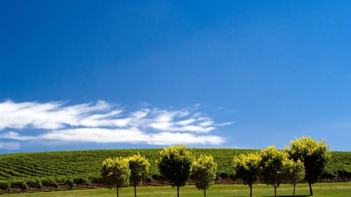 Image green grass field under blue sky during daytime