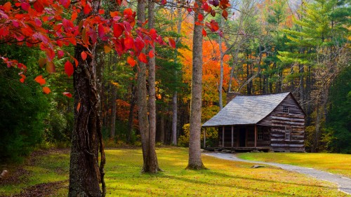 Image brown wooden house in the middle of forest during daytime