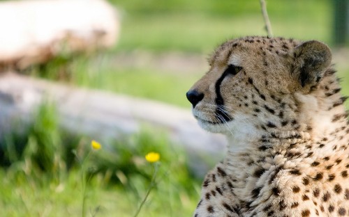 Image cheetah on green grass during daytime