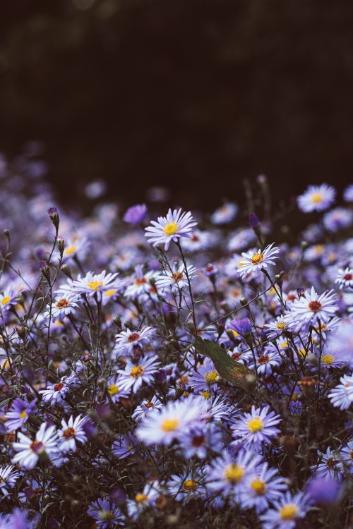 弹簧 紫色的 野花 Aster 显花植物高清壁纸 贴图图片 桌面背景和图片