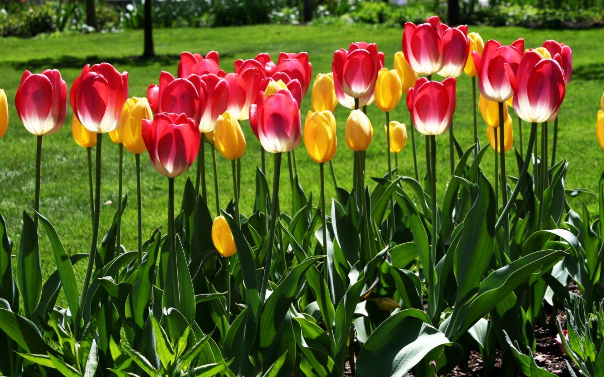 red and yellow tulips in bloom during daytime